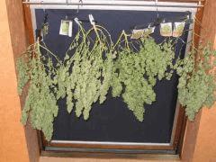 cannabis secher1