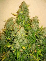 plante cannabis floraison8