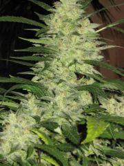 plante cannabis floraison6