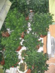 plante cannabis11