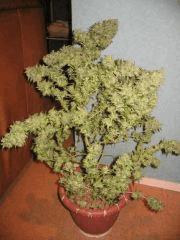 recolte cannabis3