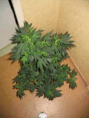 plante cannabis6