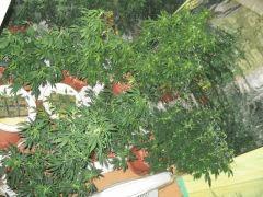 plante cannabis10