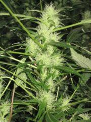 plante cannabis floraison1