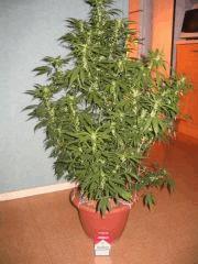 plante cannabis12