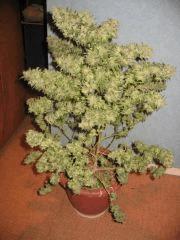 recolte cannabis2