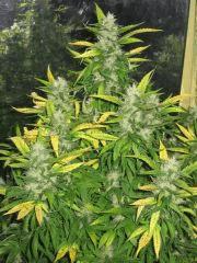 plante cannabis floraison2