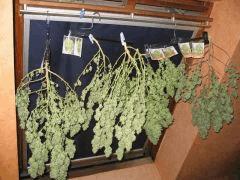 cannabis secher