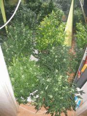 plante cannabis floraison3