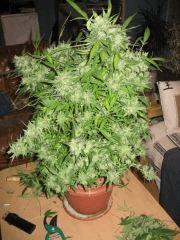 recolte cannabis1