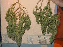 recolte cannabis