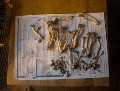 1er flush (5jours) (1)