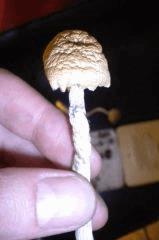 GoldenTeachers