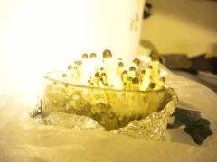 Verre+2
