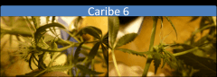 caribe6   Copy