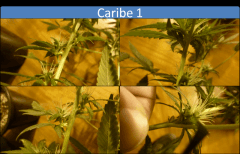 caribe1