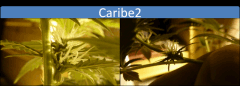 Copy Of caribe2