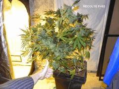 F62 (4)