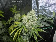 F62 (3)
