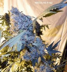 F62 (5)