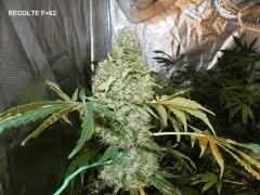 F62 (2)