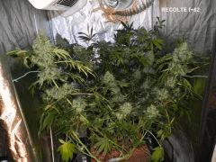 F62