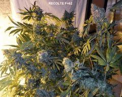 F62 (6)