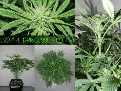 PRINCESSE FLO 21