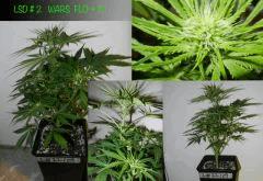 WARS FLO   19