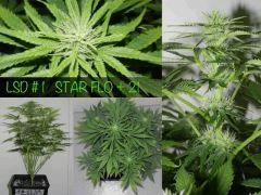 Star Flo 21