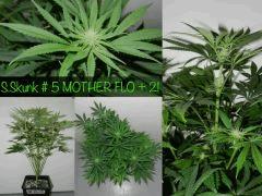 MOTHER FLO 21