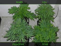 Famille LSD