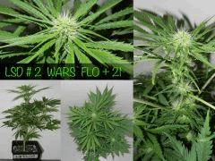 WARS FLO 21