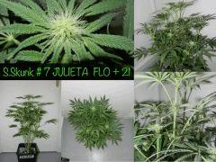 JULIETA FLO 21