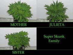 SuperSkunk Family