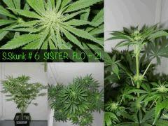 SISTER FLO 21