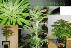 STAR FLO   19