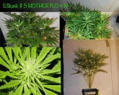 MOTHER FLO   19