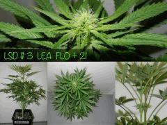 LEA FLO 21