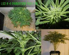 PRINCESSE FLO   19