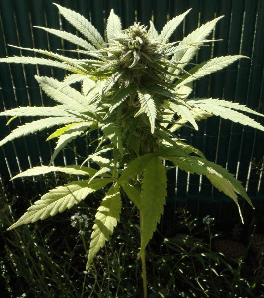 Mini One Bud Outdoor :)