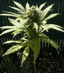 Mini OneBud Outdoor :)