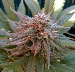Mini OneBud Outdoor :)