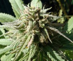 Mini OneBud Outdoor :)