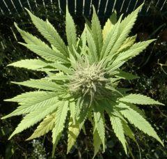 Mini OneBud Outdoor :)