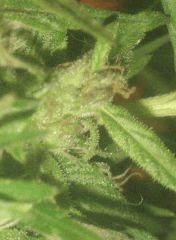 IMAG0042