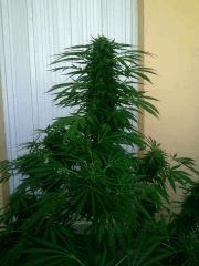 Photo0009