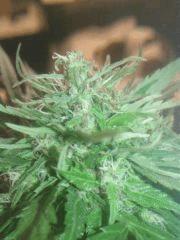 IMAG0060