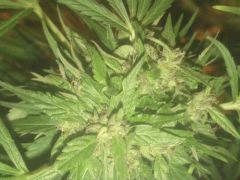IMAG0041