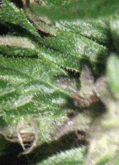 IMAG0032